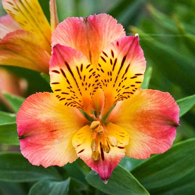 alstroemeria.jpg