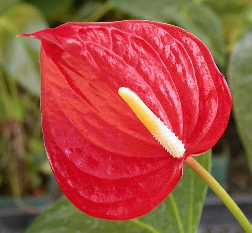 anthurium.jpg