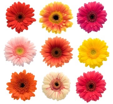 mini-gerberas.jpg