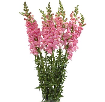 snapdragons.jpg