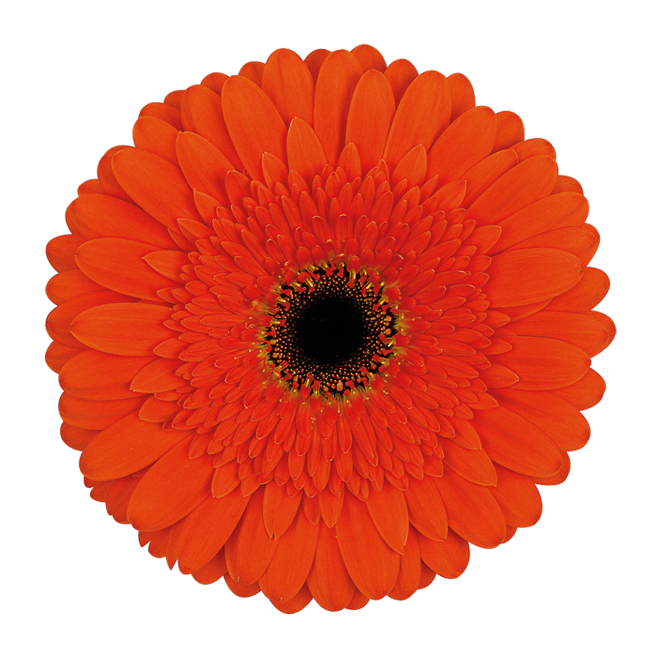 standard-gerbera.png