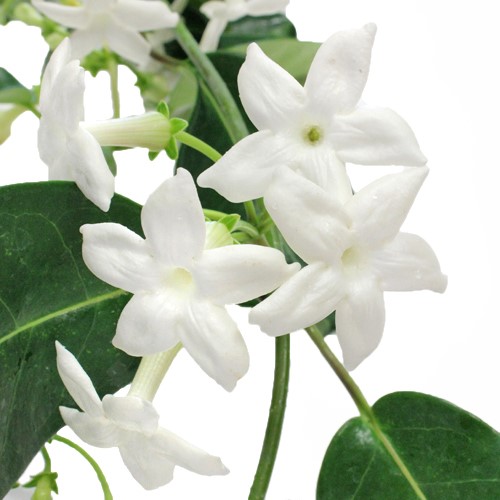 stephanotis.jpg